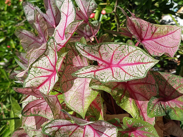 Why Caladiums Shine Brighter Than Flowers: Fun Facts and Quirks
