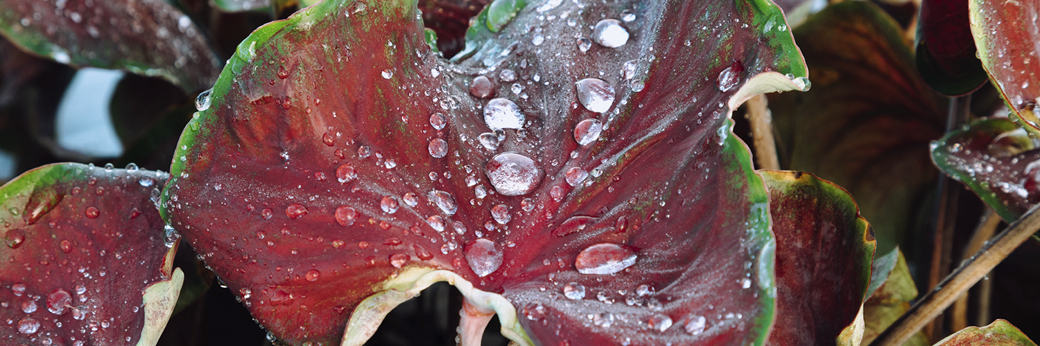 caladium plant safety precautions