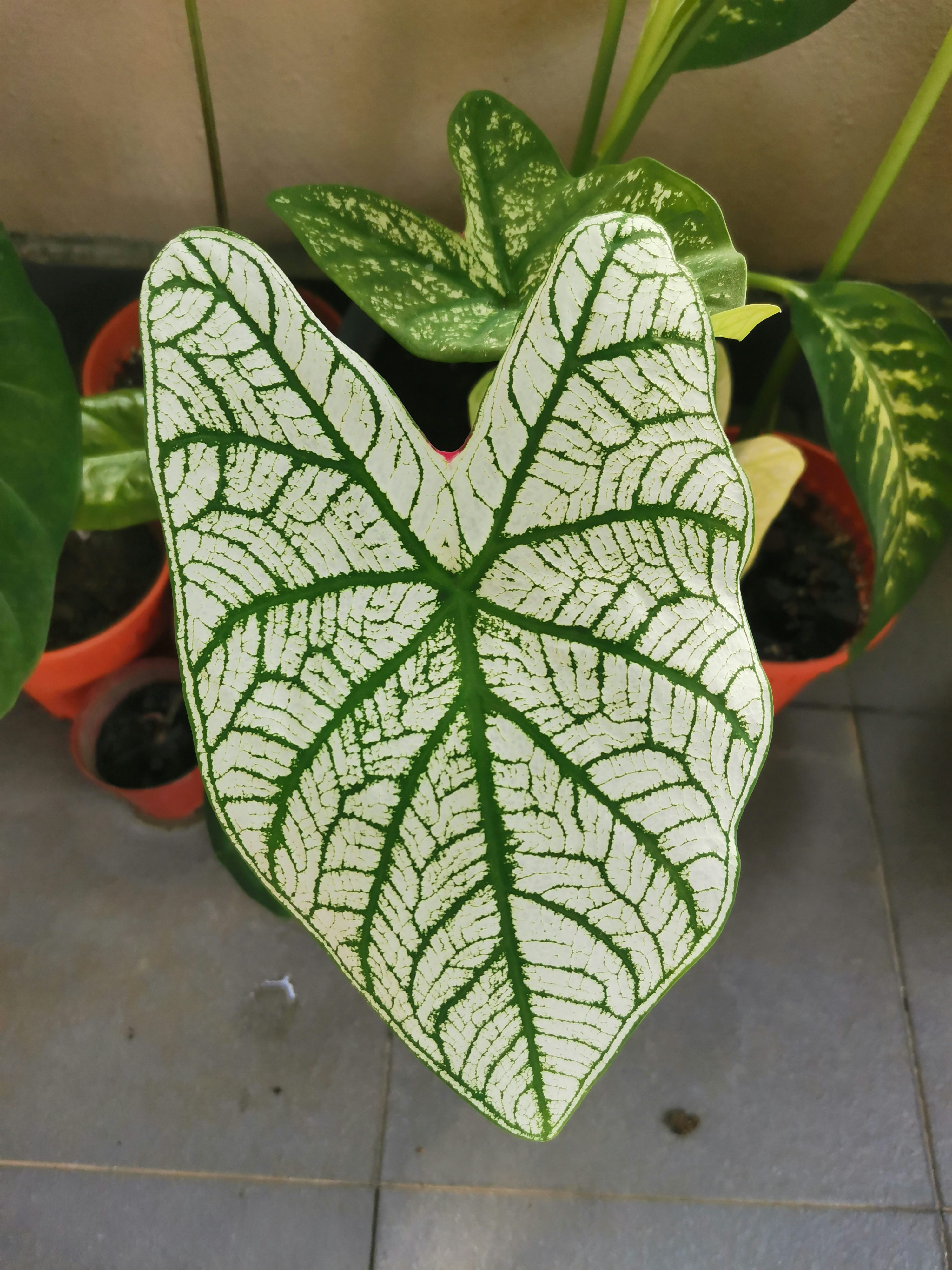 Heartfelt Leaves: The Symbolism of Caladium in Love and Transformation