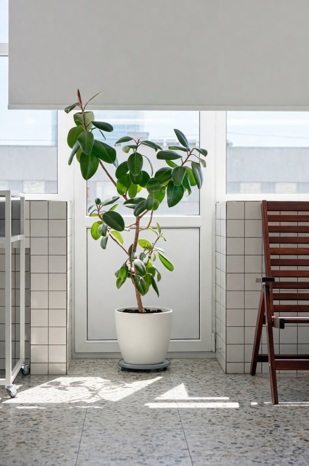 fiddle leaf fig next to window