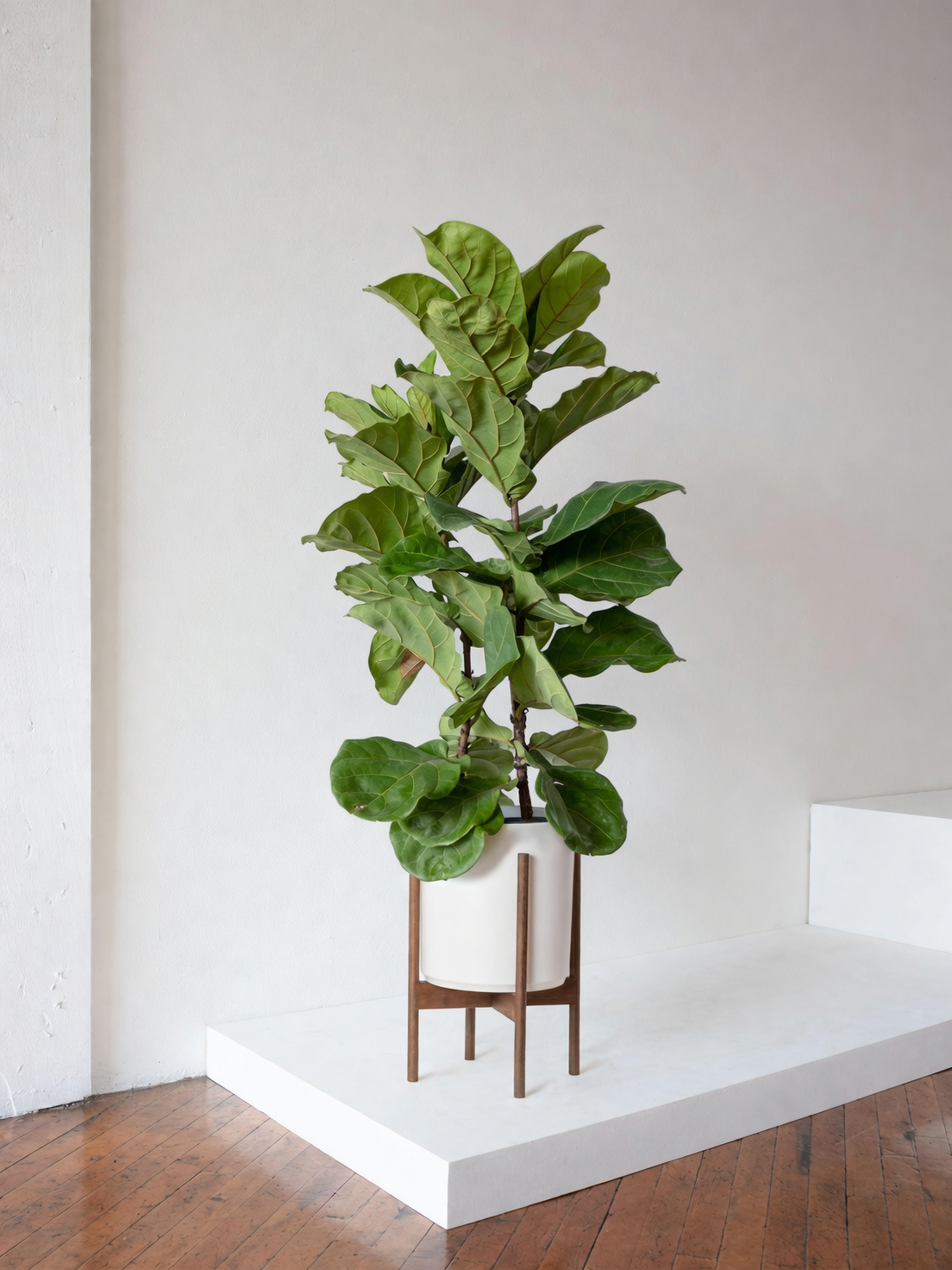 fiddle leaf fig in entryway