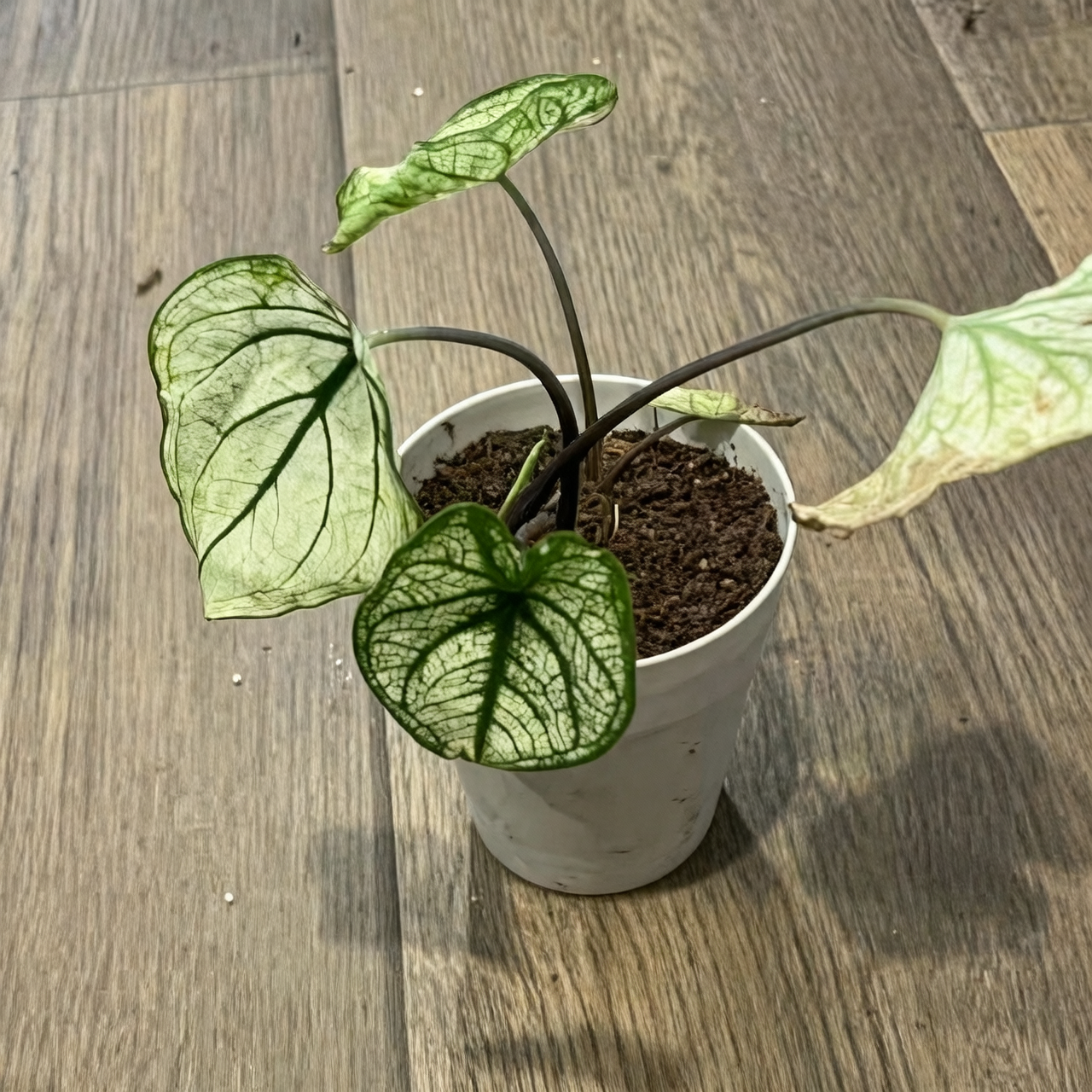 caladium plant transformation cycle