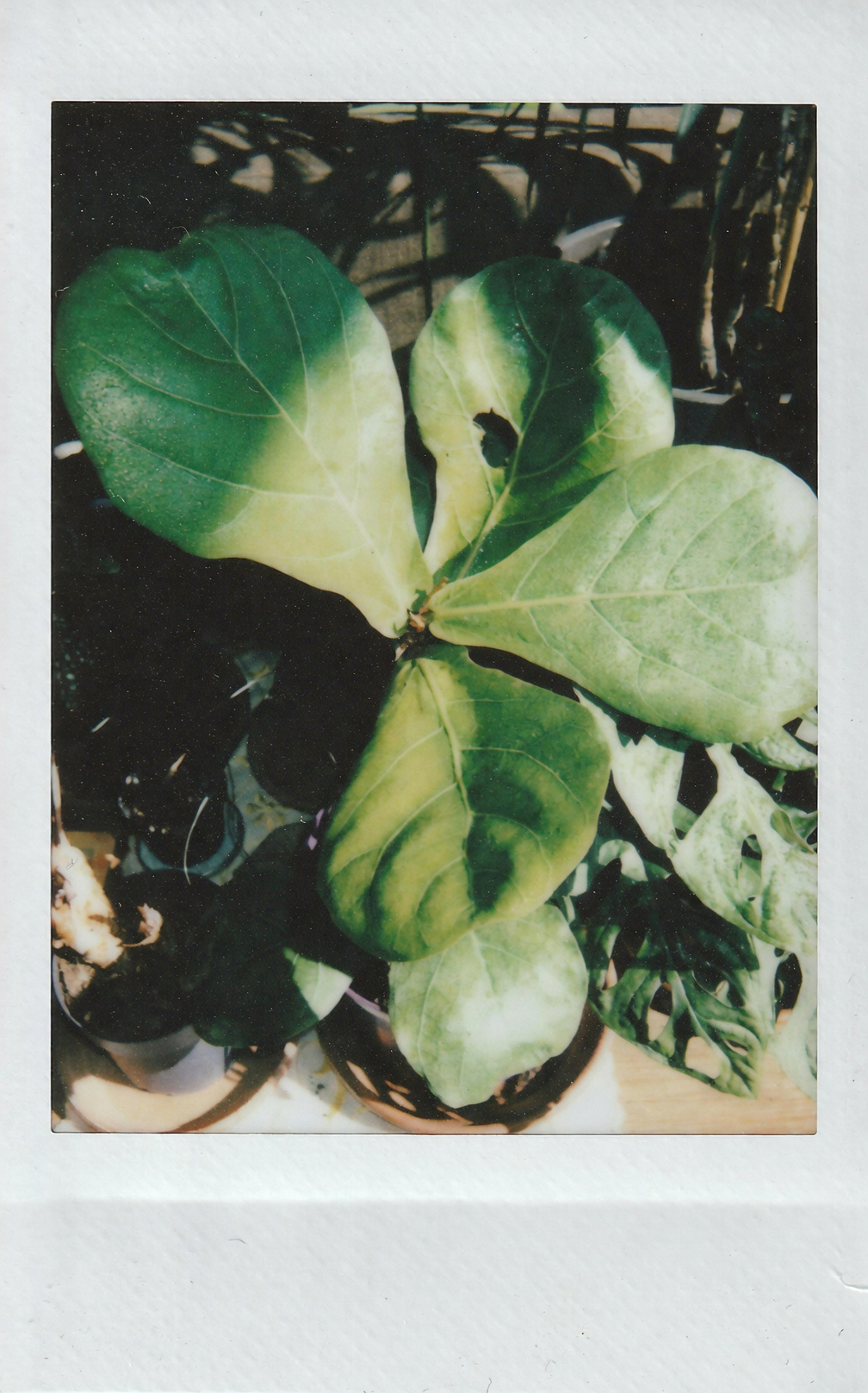 fiddle leaf fig bambino on shelf