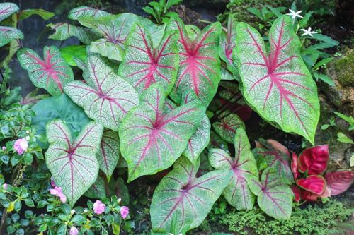 caladium in tropical garden setting