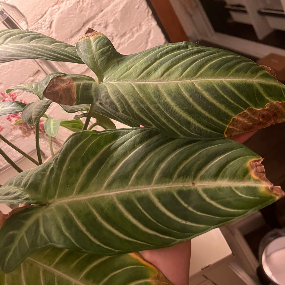 caladium indoor care setup