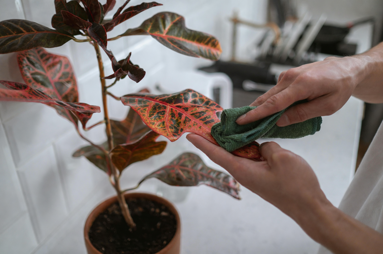 caladium in bright indoor setting