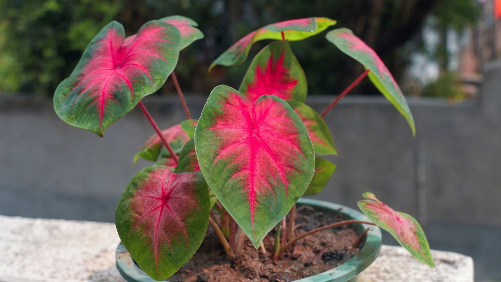 Propagation Masterclass: Growing New Caladiums from Tubers
