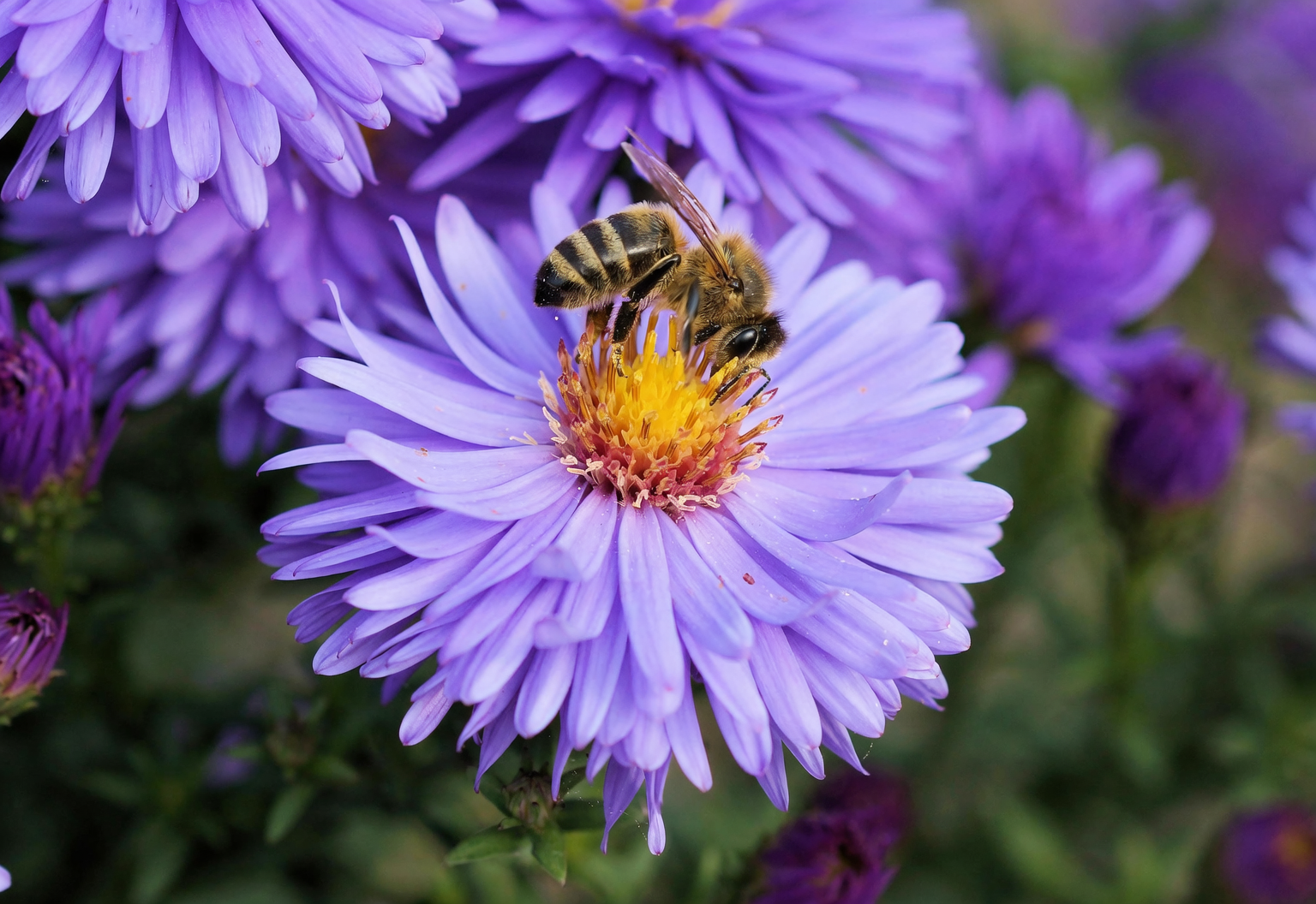 alpine aster with bees and butterflies