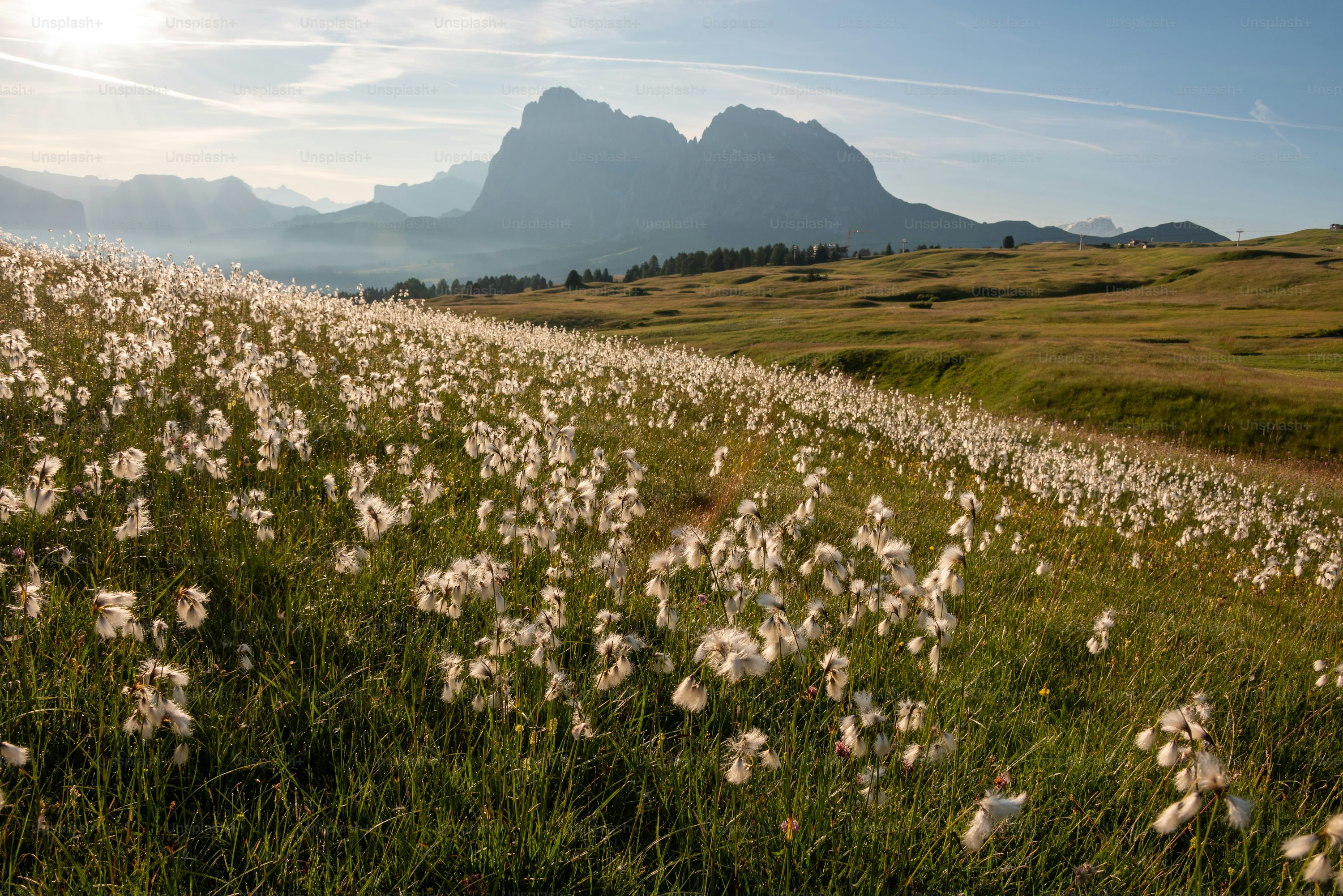 grazing animals with alpine aster