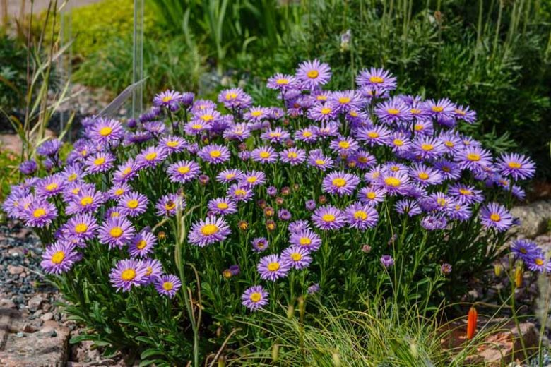 alpine aster in rock garden