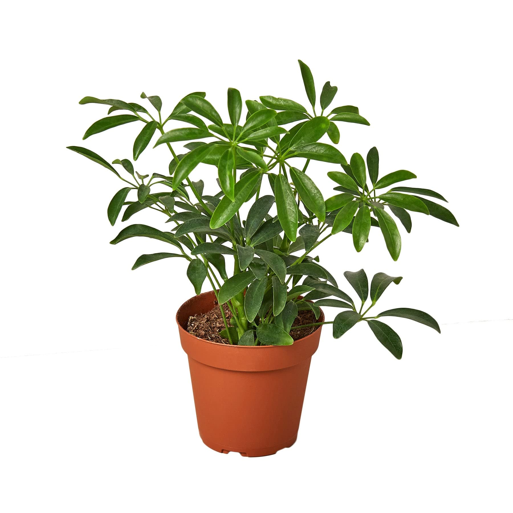 The Prosperity Plant: Uncovering the Symbolism and Cultural Significance of Schefflera