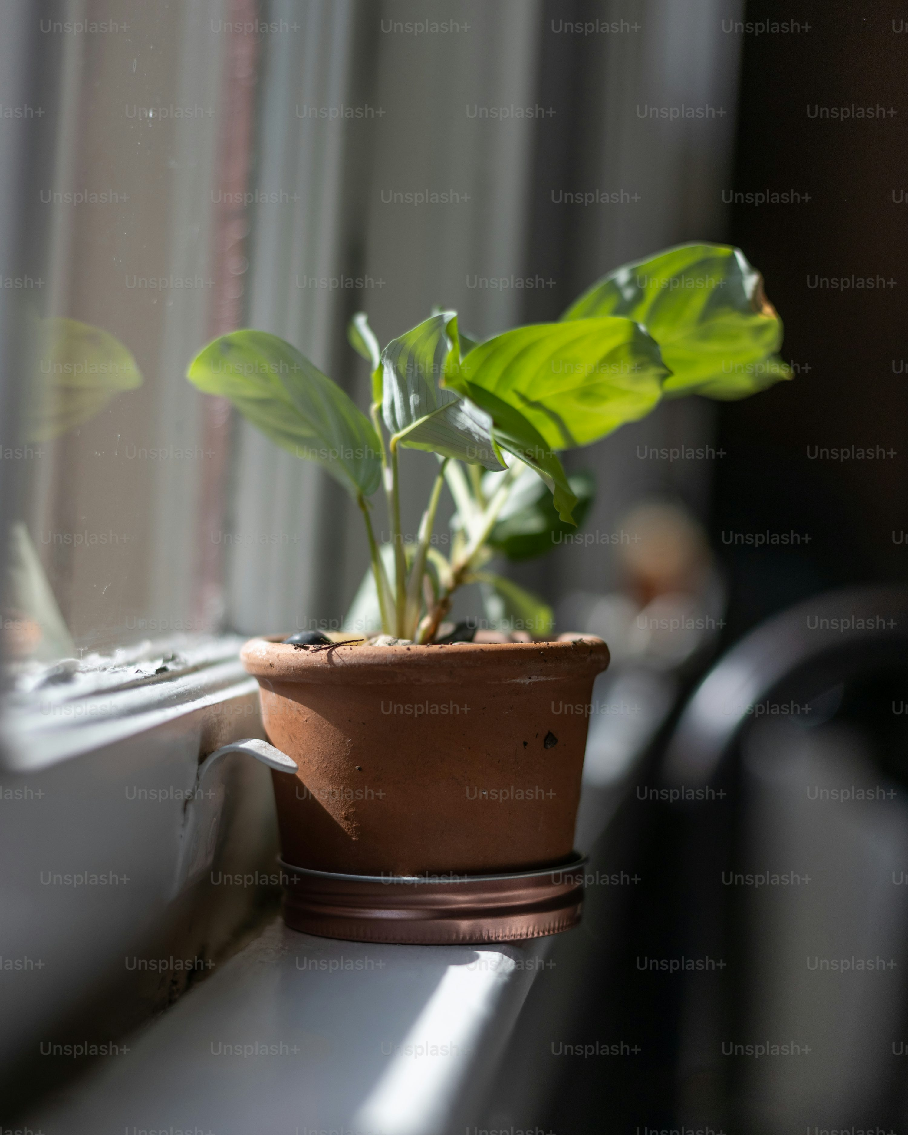 schefflera east-facing window