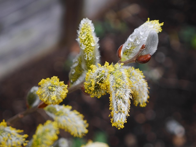schefflera transformation symbolism