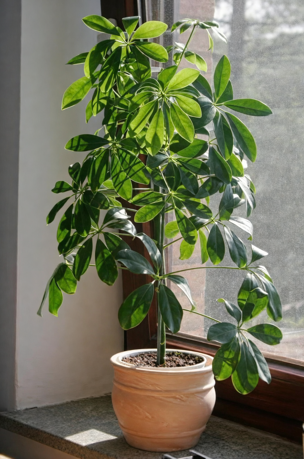 schefflera air purification