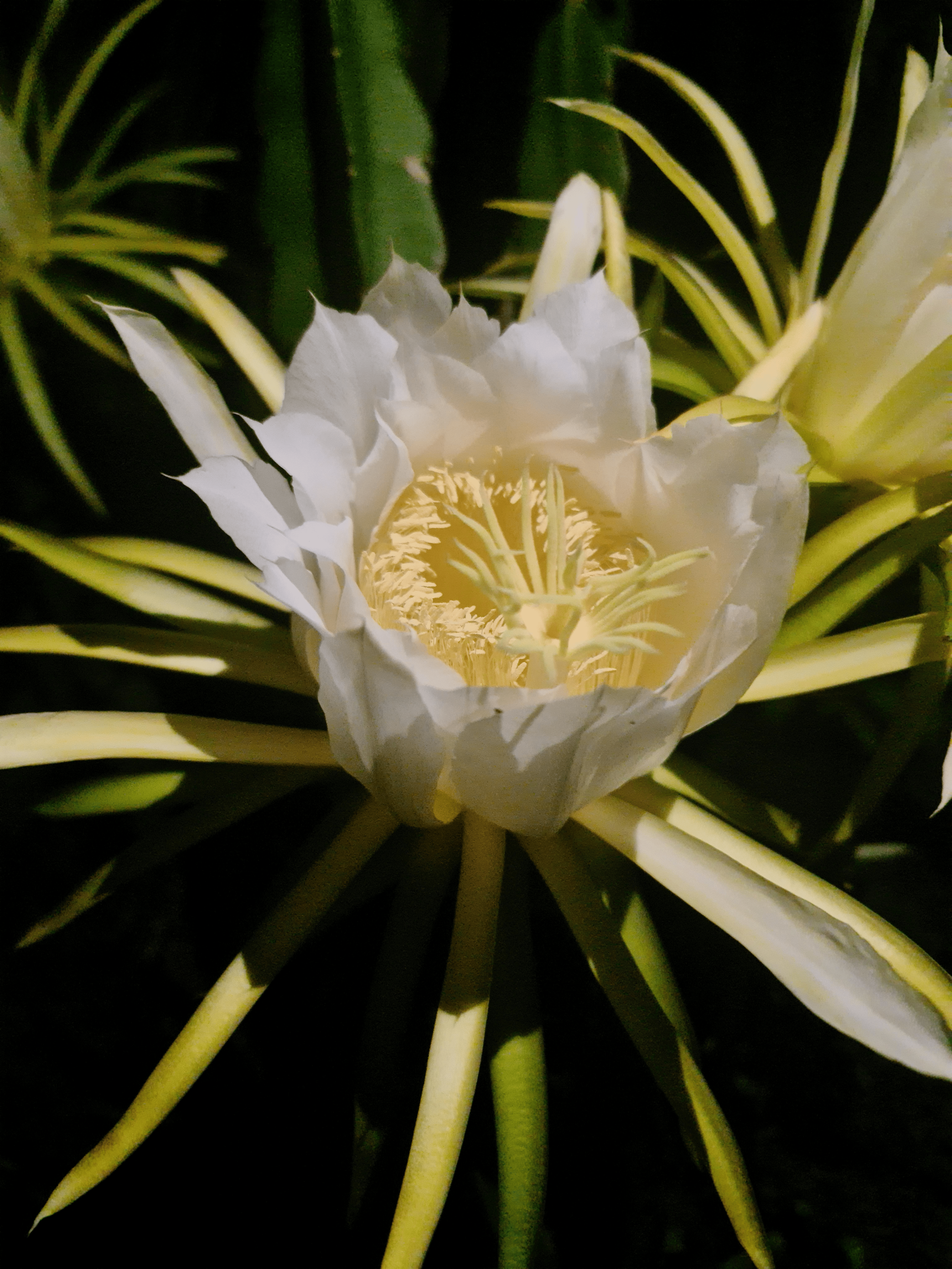 caladium under different lighting