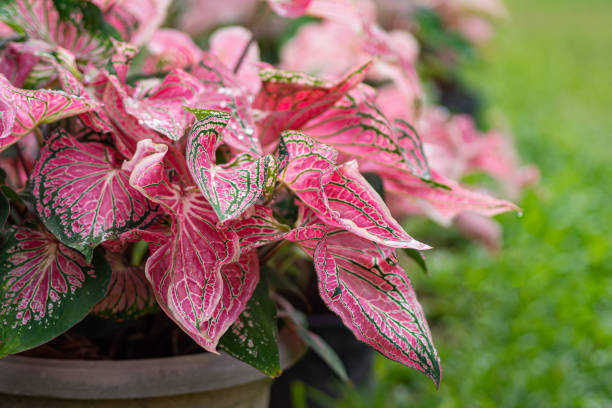 varieties of caladium plants