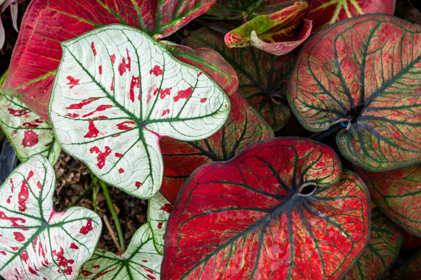 彩叶芋的花语：在生命中点亮希望与勇气
