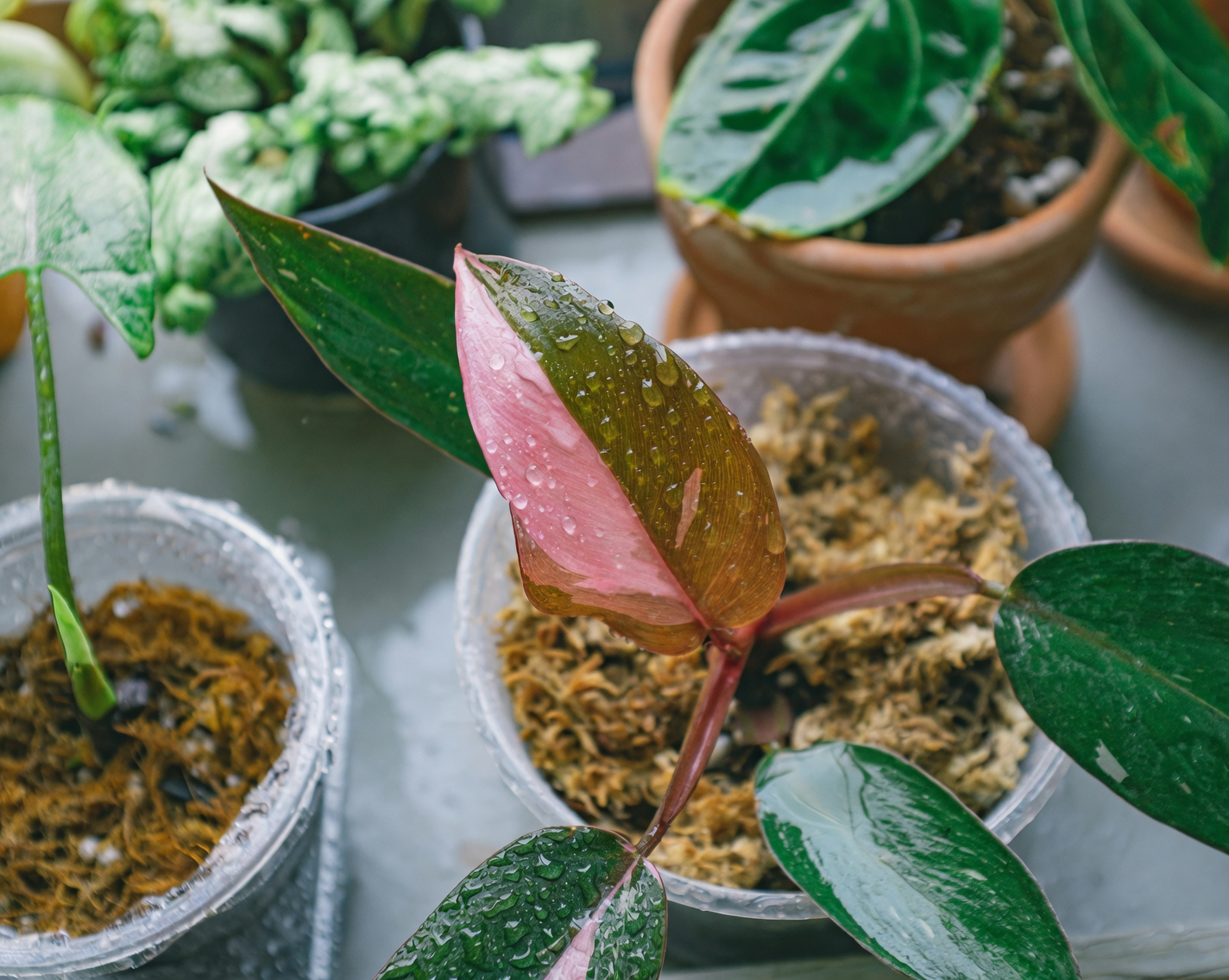 Battling the Bugs: How to Keep Your Pink Princess Pest-Free