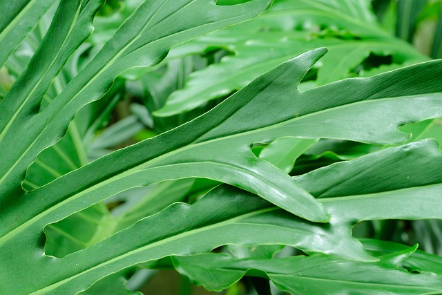mealybugs on philodendron leaves