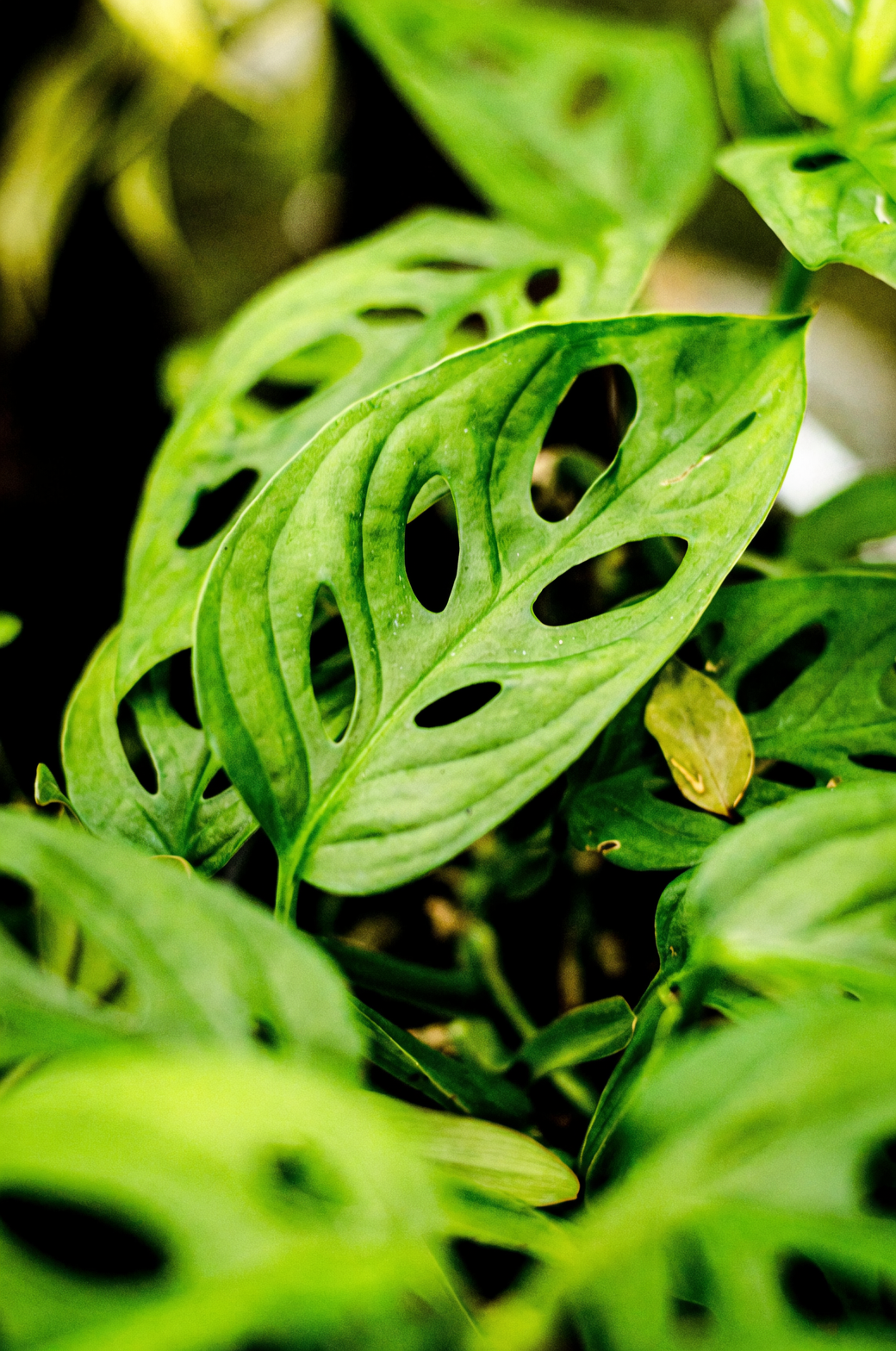 scale insects on philodendron stems