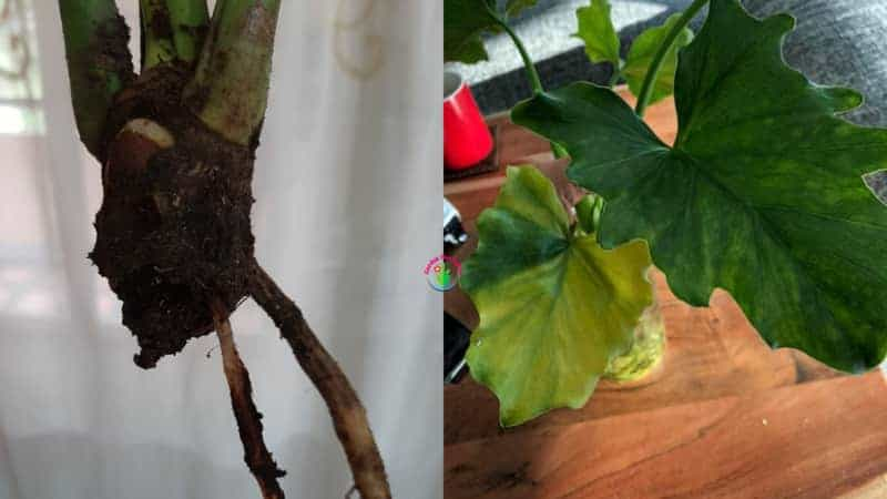 root rot in philodendron
