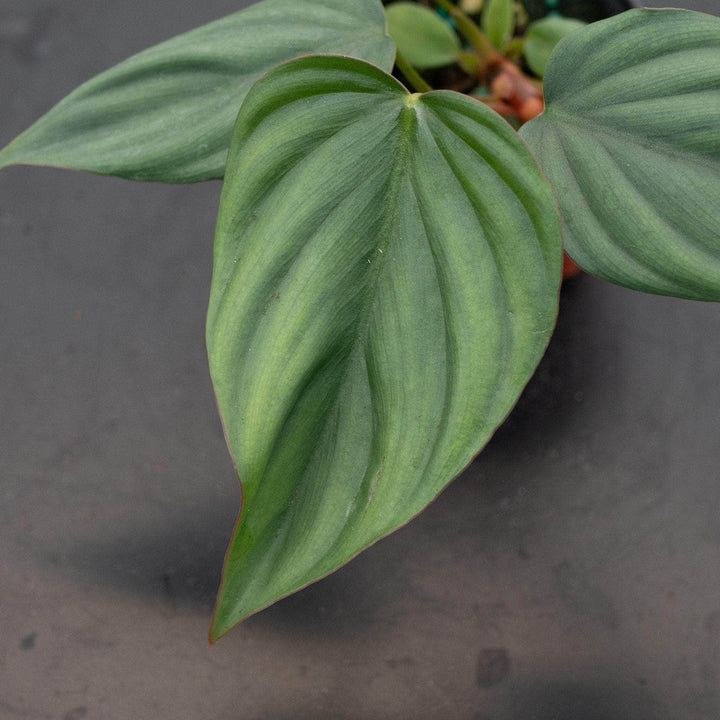 From Colombia to Cultivar: The Fascinating Journey of the Pink Princess