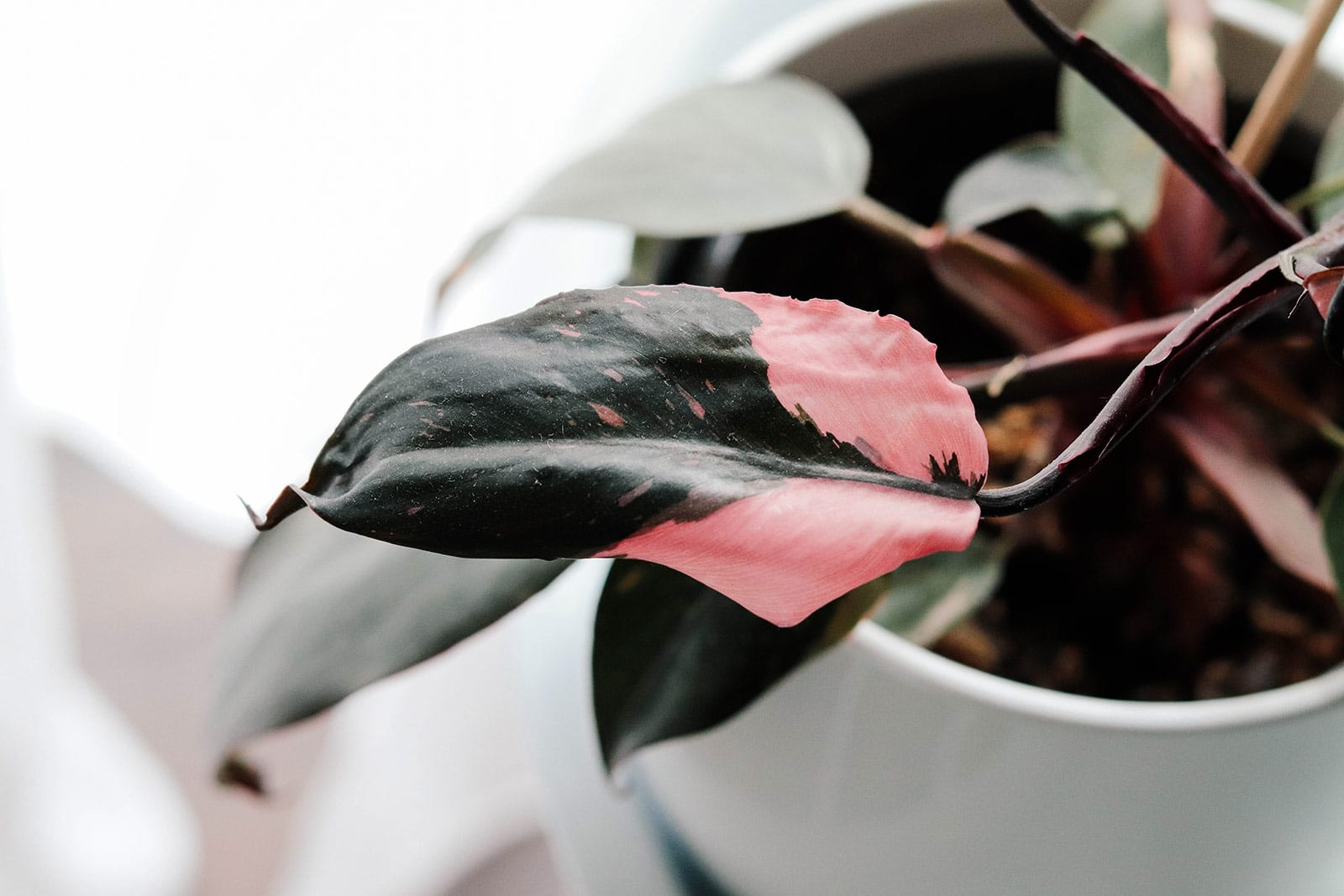 Pink Princess Philodendron variegation