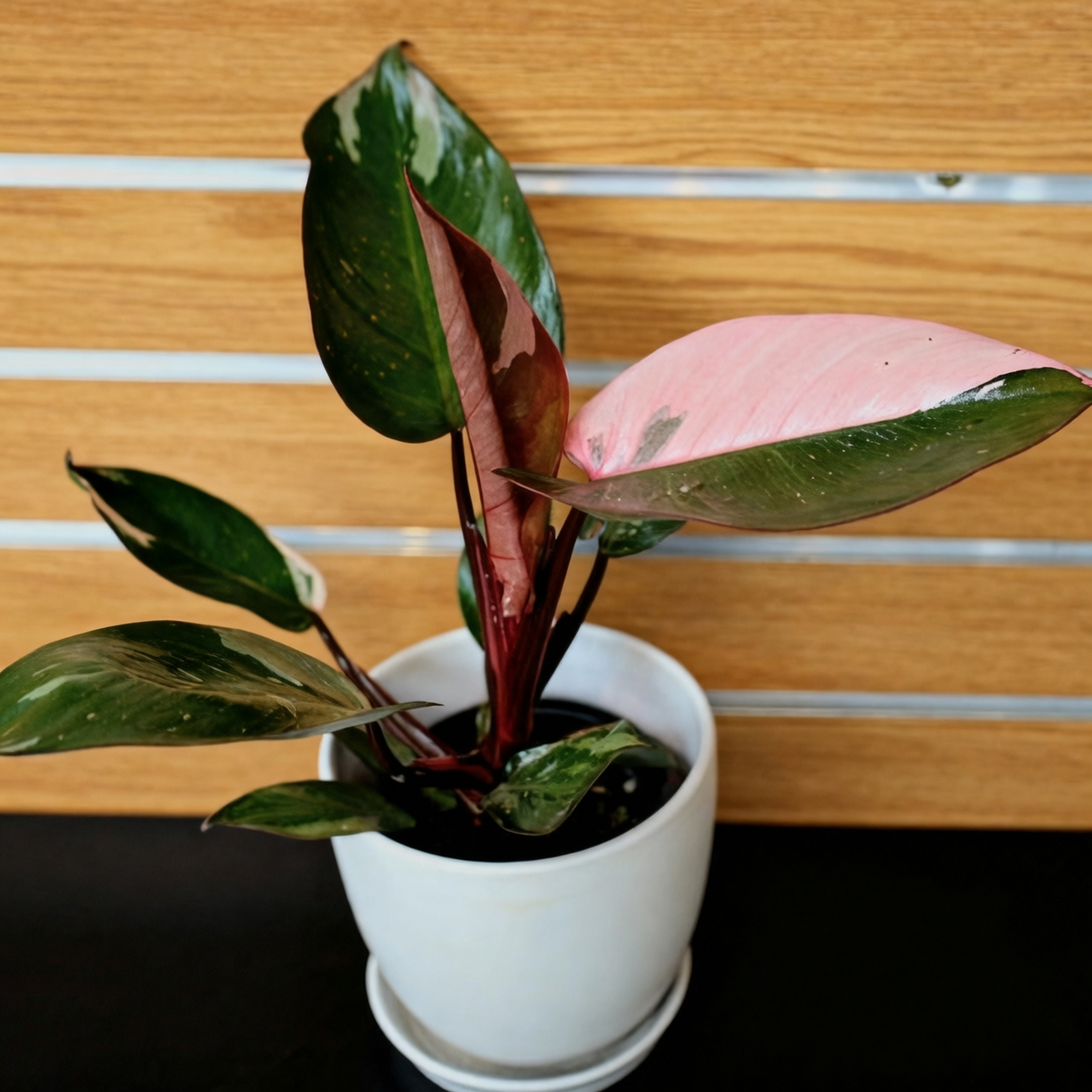 Pink Princess Philodendron indoor display