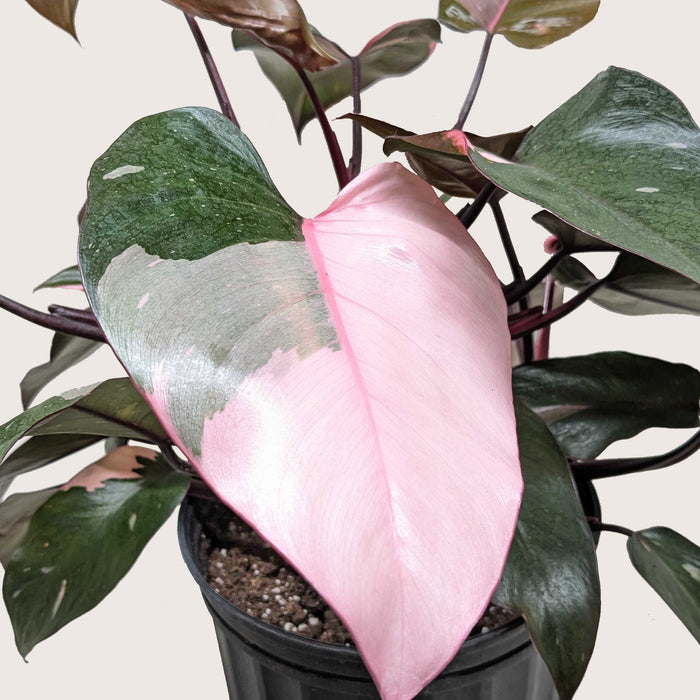 The Rare and the Beautiful: Symbolism of the Pink Princess Philodendron