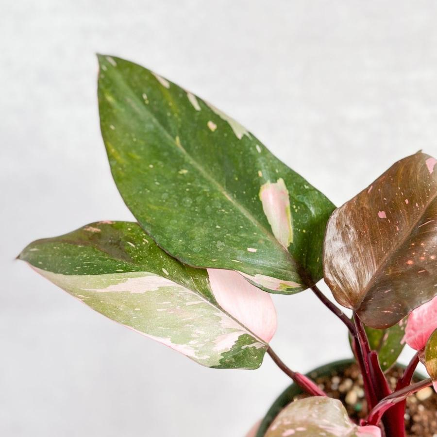 pink princess philodendron leaf variety