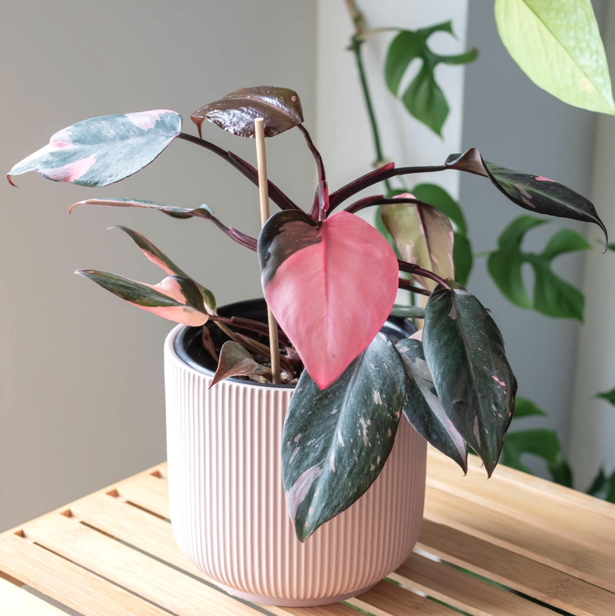 pink princess philodendron instagram display