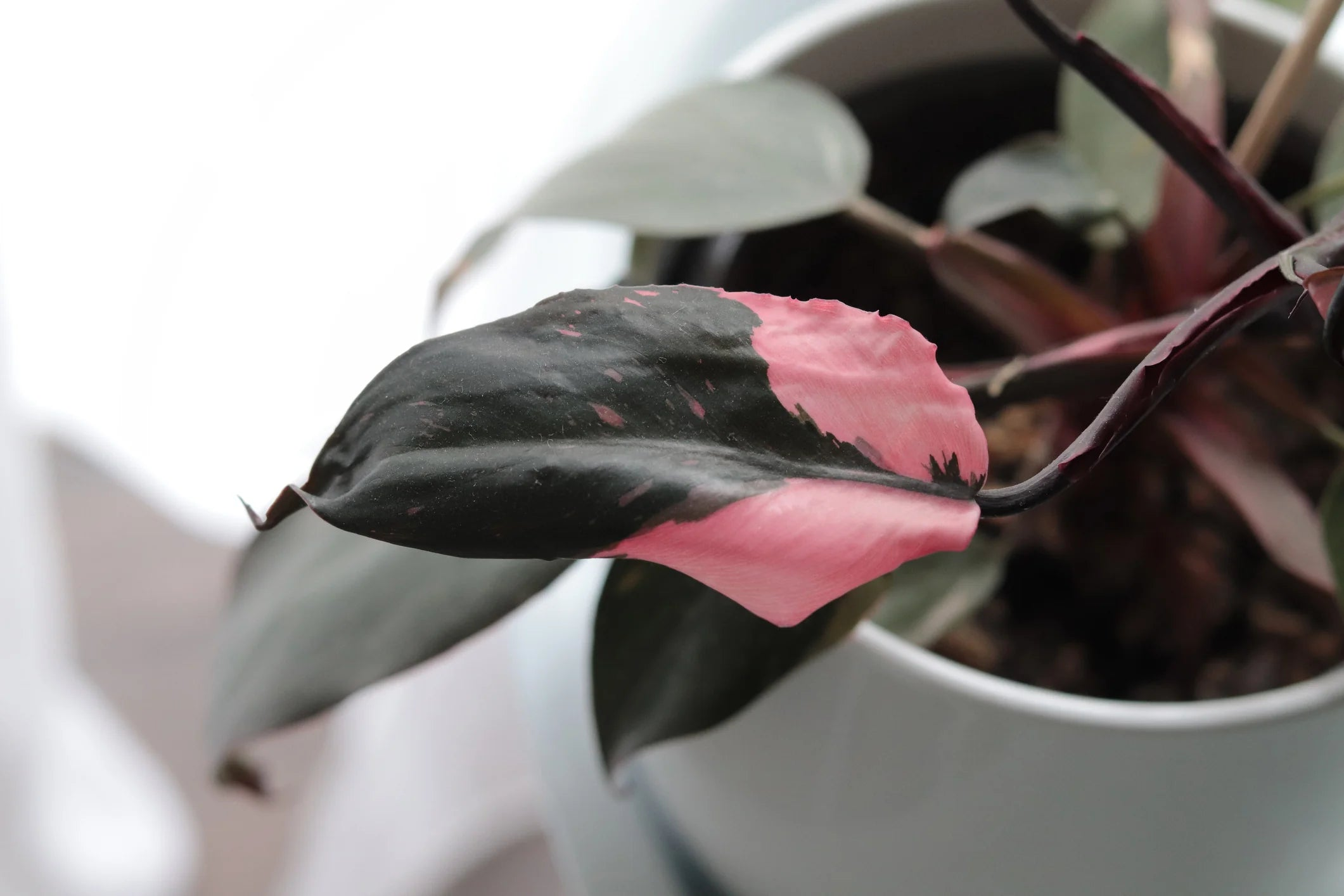 pink princess philodendron care guide