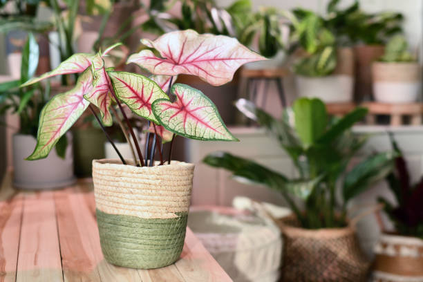 caladium with rustic wooden furniture