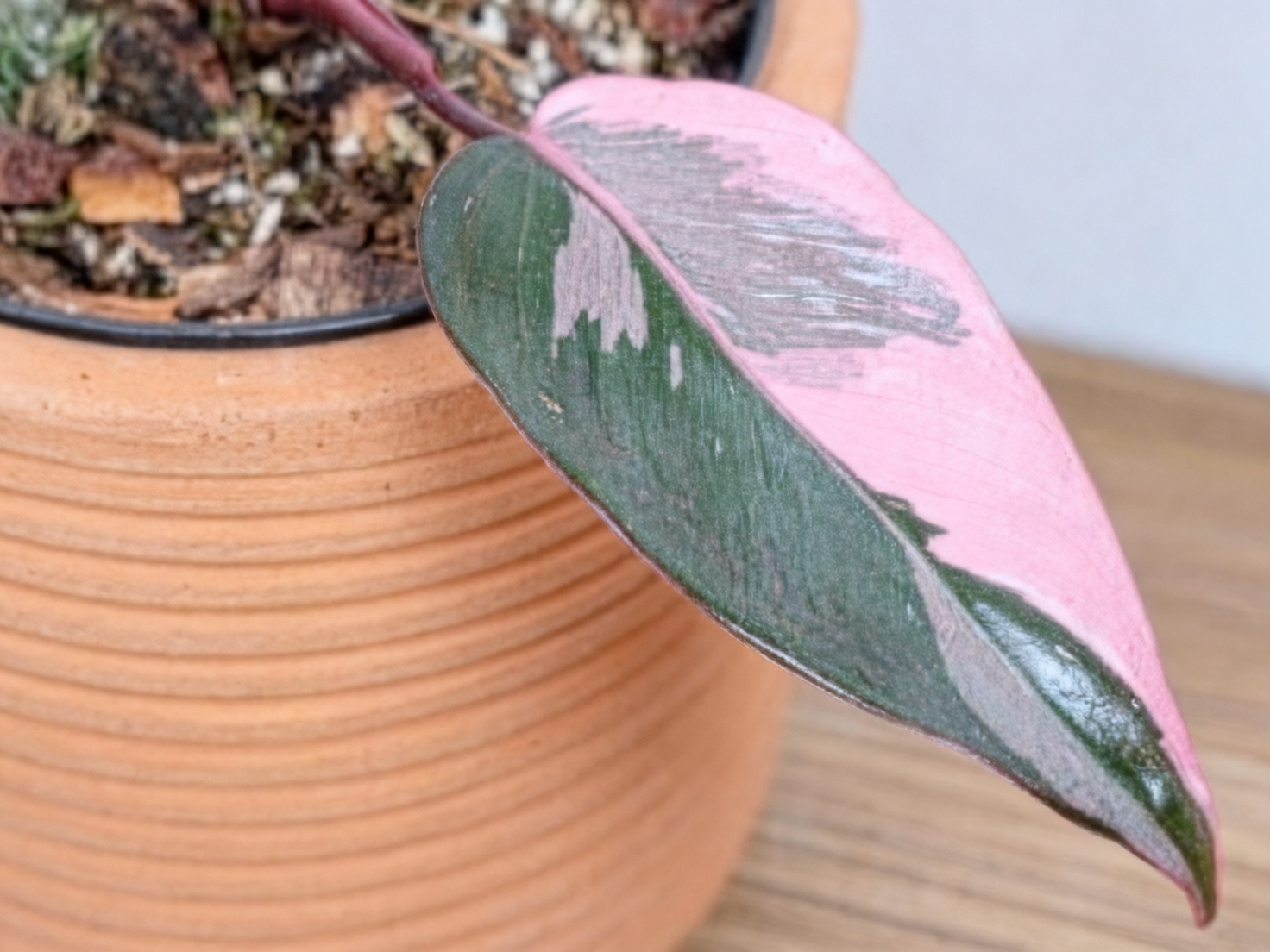 pink princess philodendron indoor pot