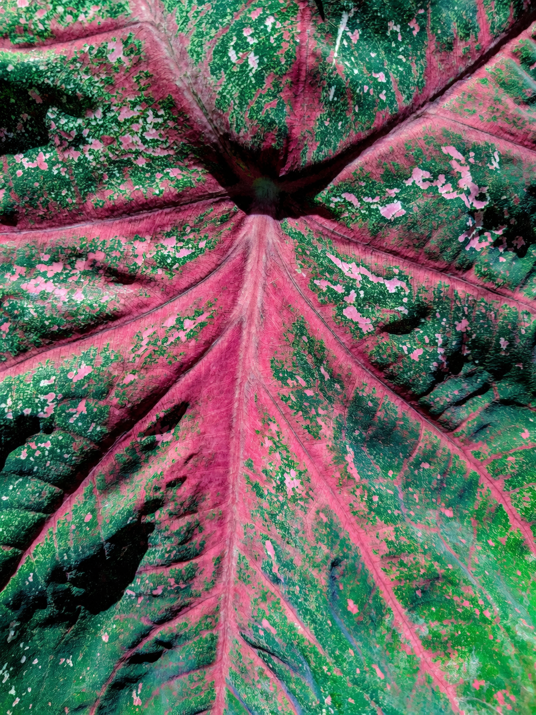 为彩叶芋配对：最佳观叶植物搭档推荐