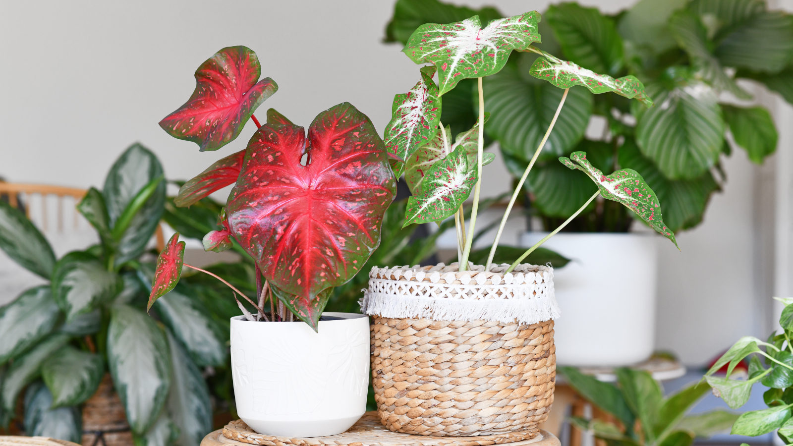 caladium and calathea indoor arrangement