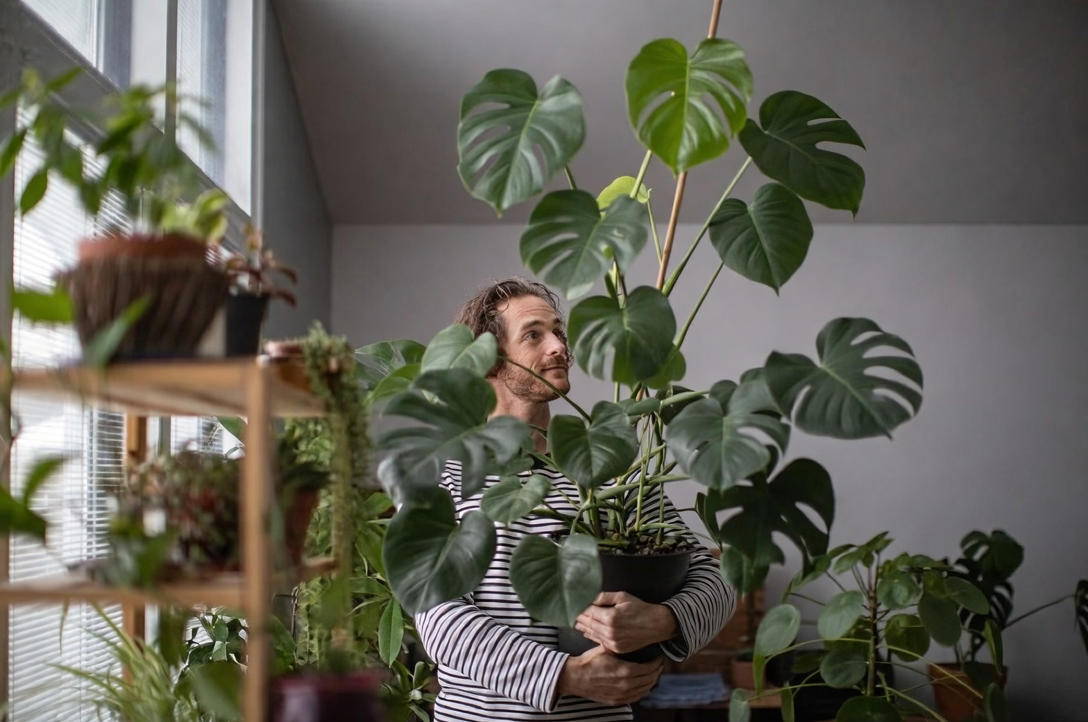 Monstera adansonii in living room