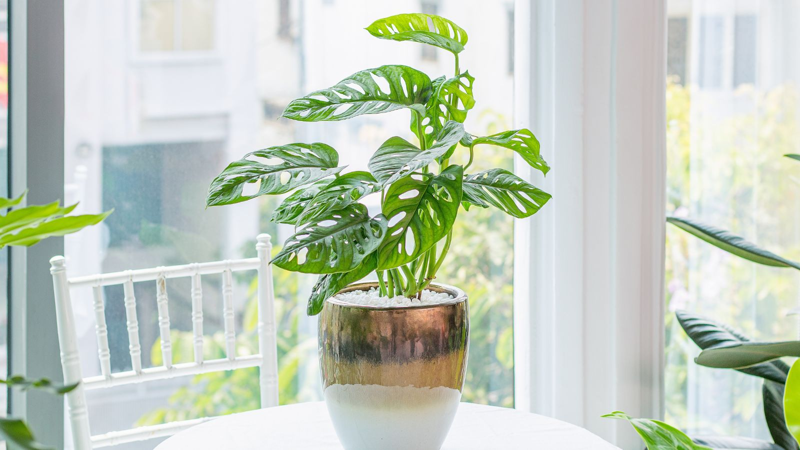 Monstera adansonii near window