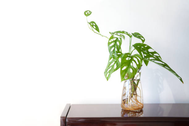Monstera adansonii propagation in water