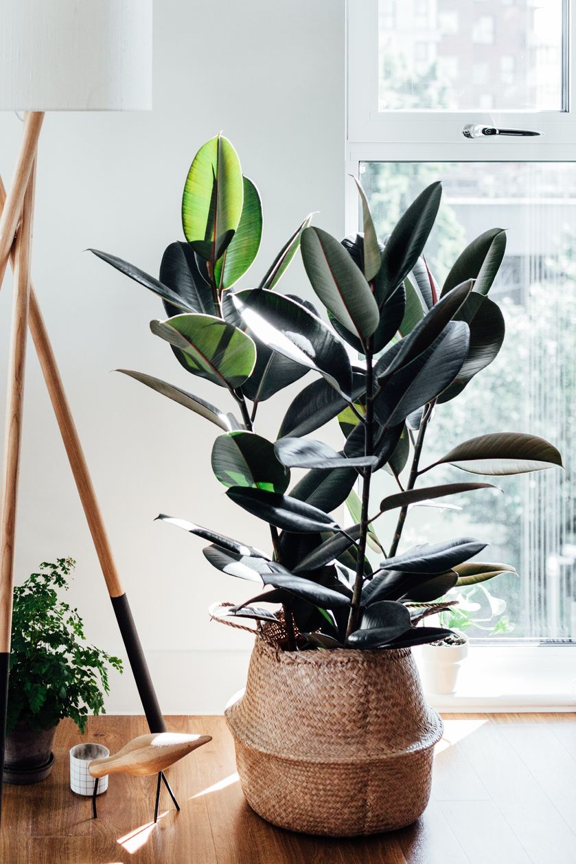 Sprucing Up Your Space: How to Use Rubber Plants in Interior Design
