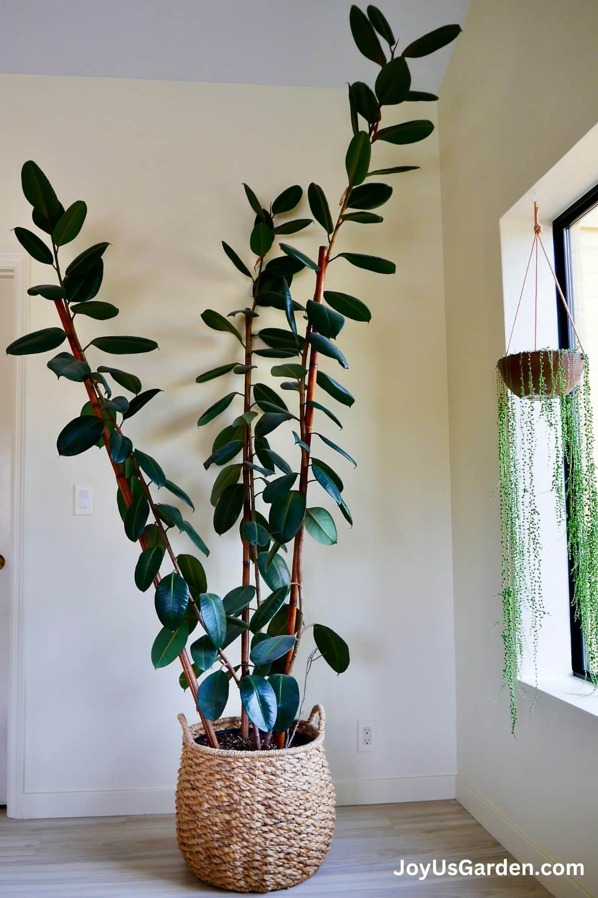 rubber plant beside window