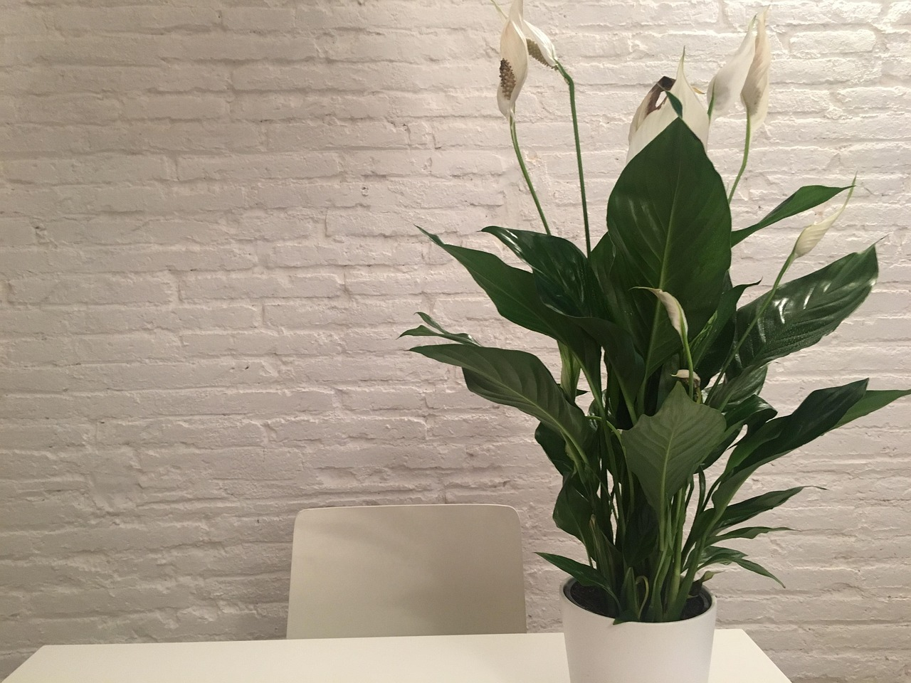 peace lily in living room