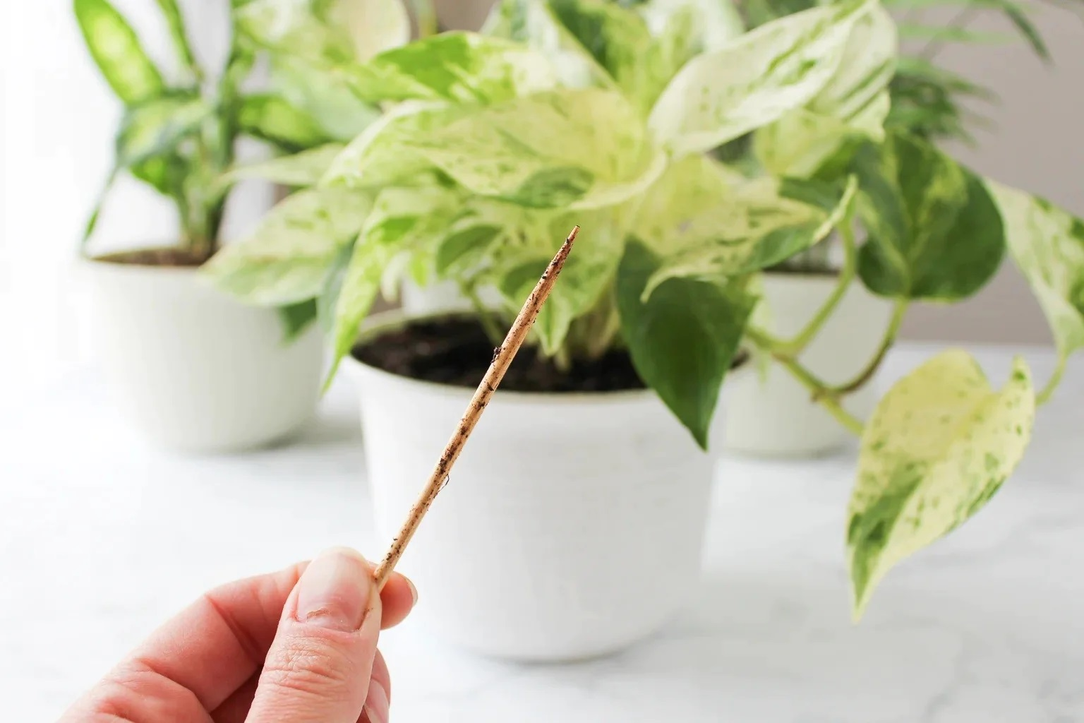 checking soil moisture of houseplant