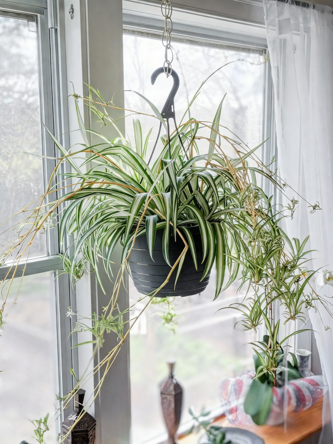 hanging spider plant by window