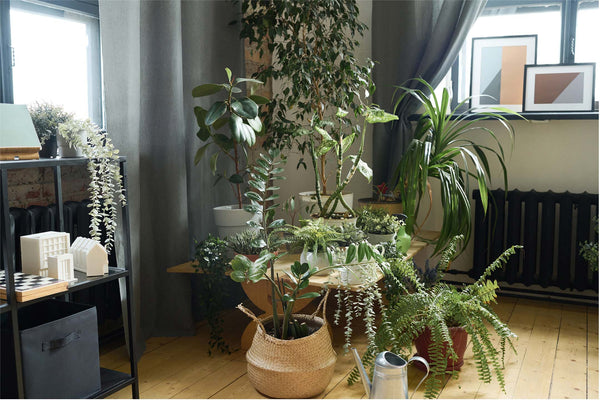 indoor plant grouping variety