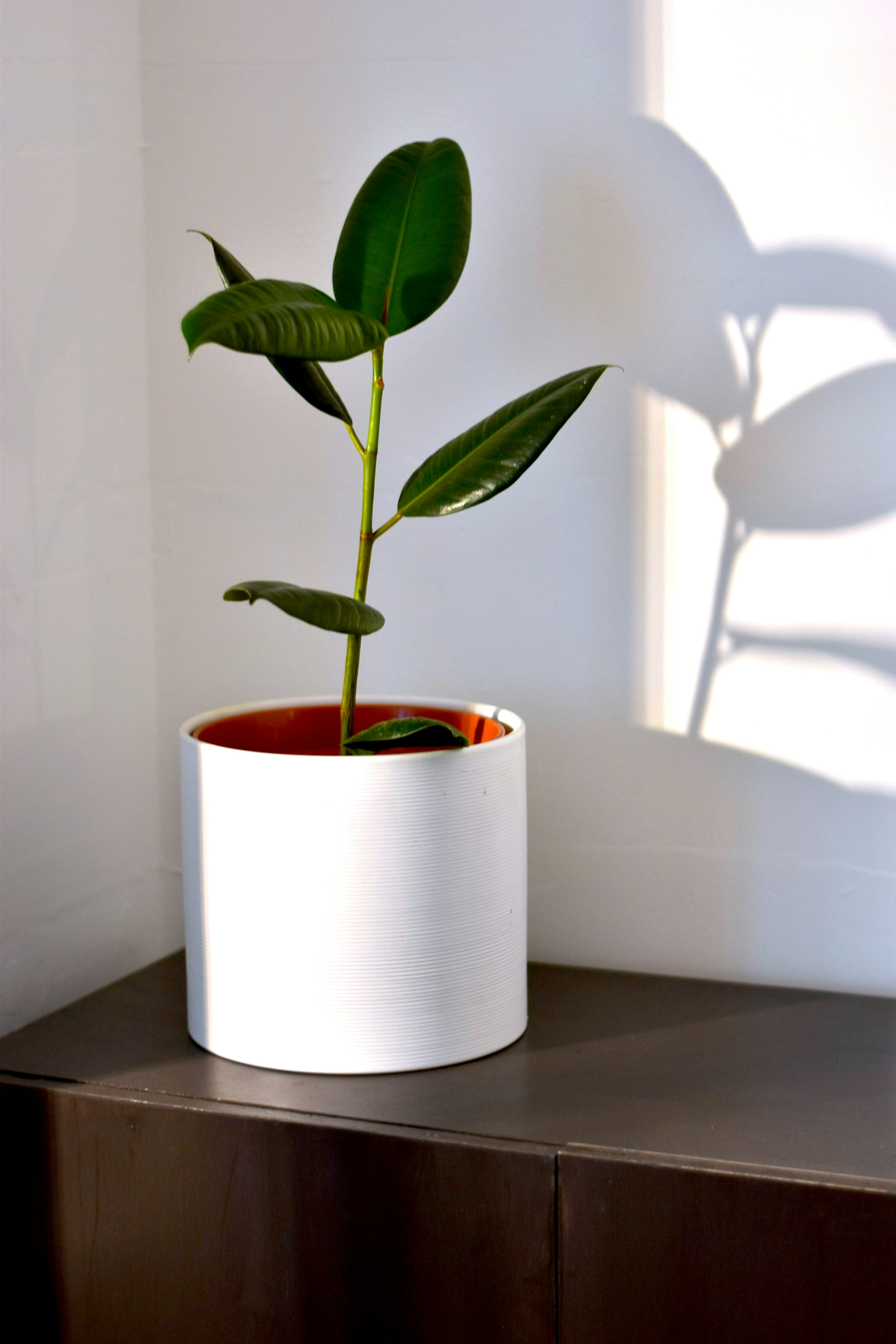 Companion Planting with Rubber Plants: Creating a Thriving Indoor Jungle