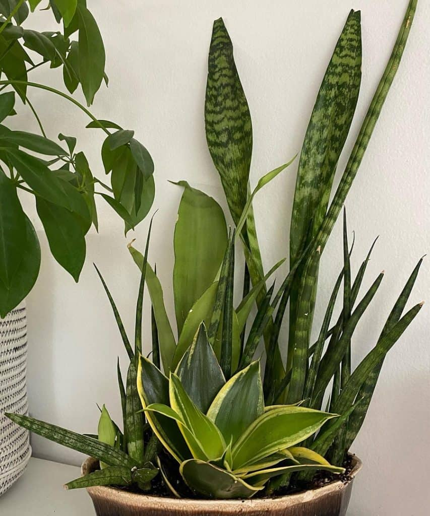 snake plant and rubber plant together