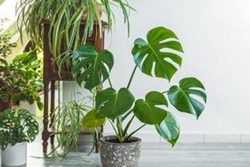houseplants in shaded room