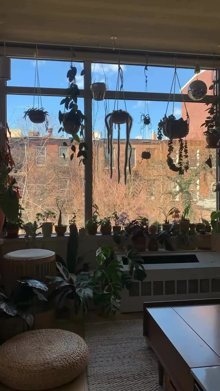 south-facing window sunny room