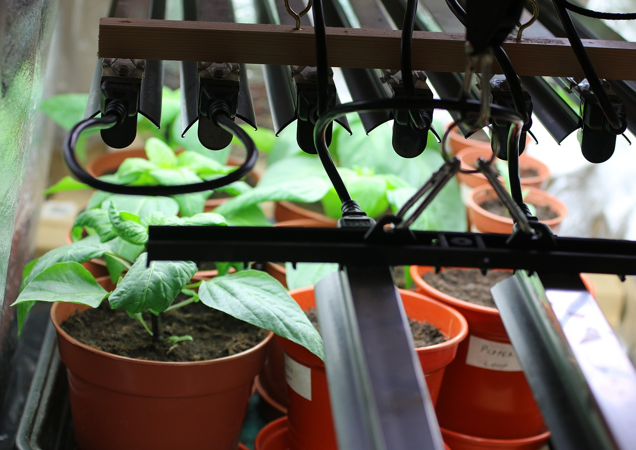 grow light installation above plants